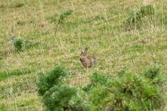 Oryctolagus cuniculus cuniculus