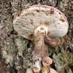 Tylopilus
