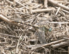 Onychogomphus forcipatus
