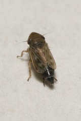 Deltocephalus pulicaris