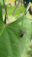 Trigona fulviventris