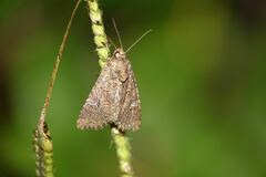 Mamestra brassicae