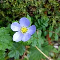 Anemonastrum obtusilobum