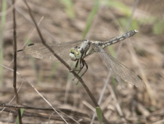 Orthetrum albistylum