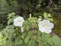 Ipomoea proxima