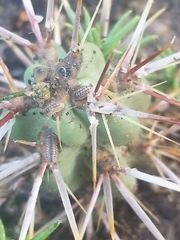 Armadillidium nasatum