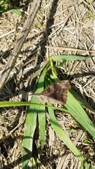 Libytheana carinenta