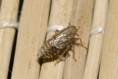 Dicranotropis hamata