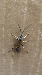 Ichneumonina