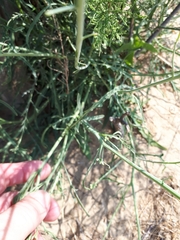 Diplotaxis tenuifolia