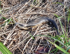 Tiliqua scincoides
