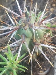Armadillidium nasatum