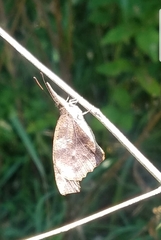 Libytheana carinenta