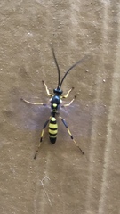 Ichneumonina