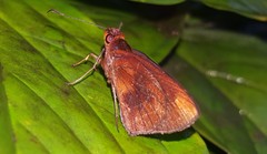 Miltomiges cinnamomea