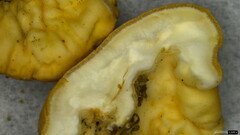 Trichoderma peltatum
