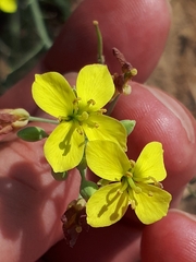 Diplotaxis tenuifolia