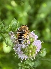 Eristalis