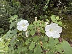 Ipomoea proxima