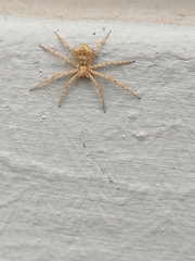 Pulchellodromus wunderlichi