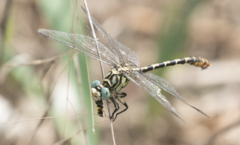Onychogomphus forcipatus