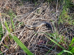 Tiliqua scincoides