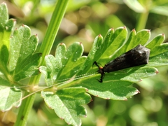 Mystacides azureus