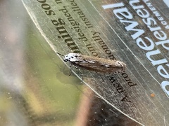 Ethmia discostrigella