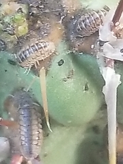 Armadillidium nasatum