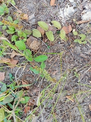 Veronica officinalis