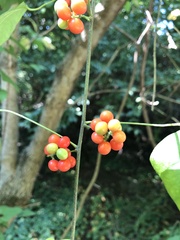 Cocculus carolinus
