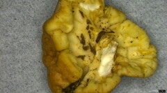 Trichoderma peltatum