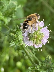 Eristalis