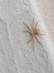 Pulchellodromus wunderlichi
