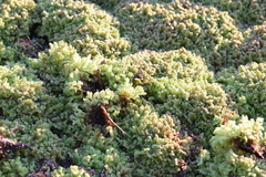 Azolla