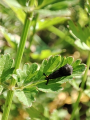 Mystacides azureus