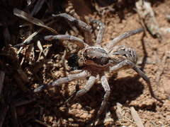 Lycosa tarantula