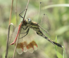Orthetrum albistylum