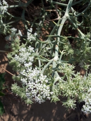 Echinophora spinosa