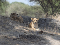 Panthera leo melanochaita