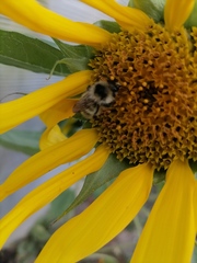 Bombus veteranus