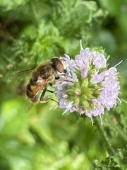 Eristalis