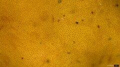 Trichoderma peltatum