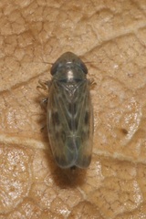 Deltocephalus pulicaris
