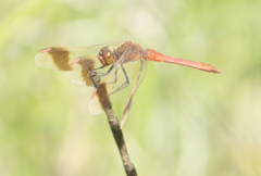 Sympetrum pedemontanum