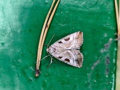 Eucarta virgo