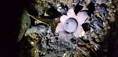 Geastrum