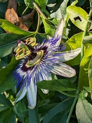 Passiflora caerulea