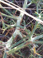 Echinophora spinosa
