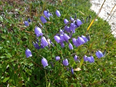 Campanula cespitosa